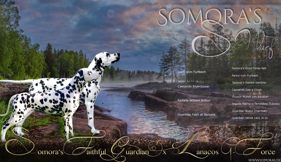 Collage Somora's S-Wurf